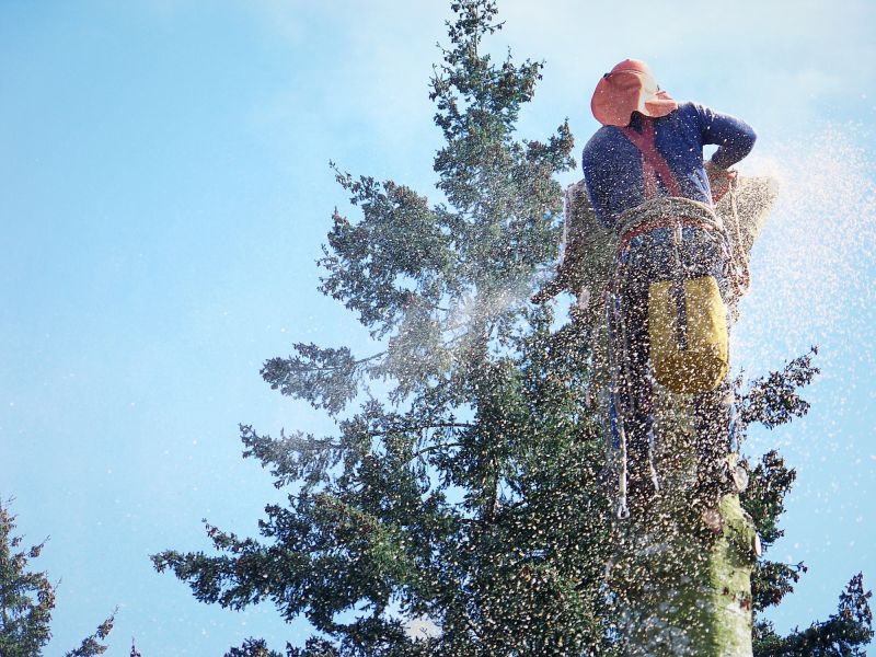 Increase Your Tree And Shrub Removal Business with an AI Driven, Targeted Website