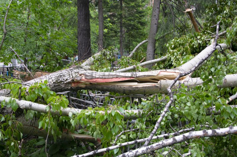 Fallen Tree Removal in Montgomery County, PA