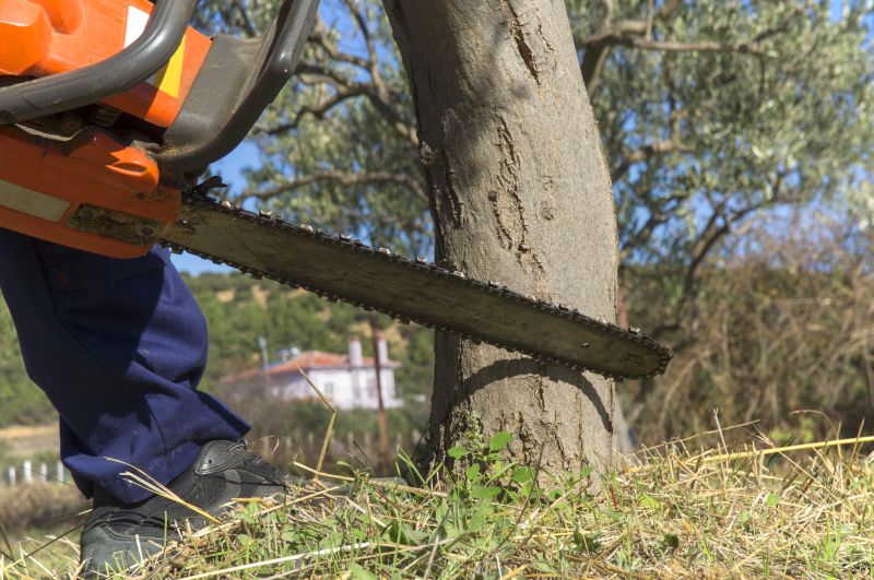 Mimosa Tree Removal in San Jose, CA
