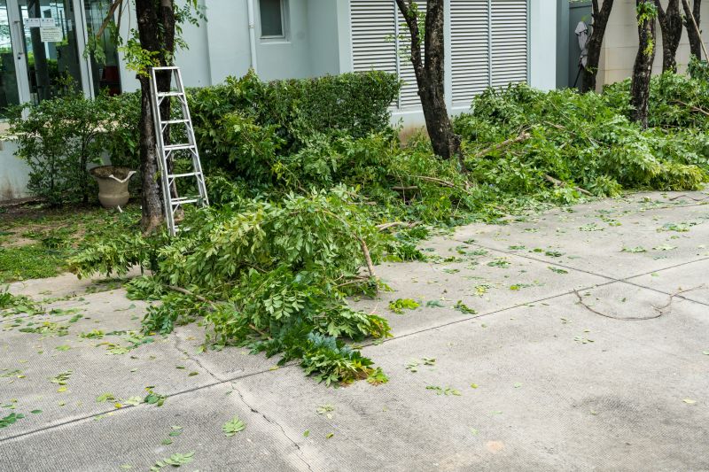 Spruce Tree Removal in Montgomery County, PA