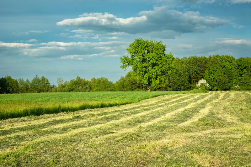 Terrain Clearing in Houston, TX