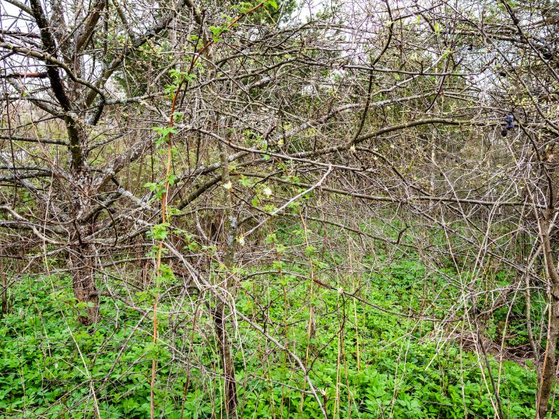 Thicket Clearing in Katy, TX