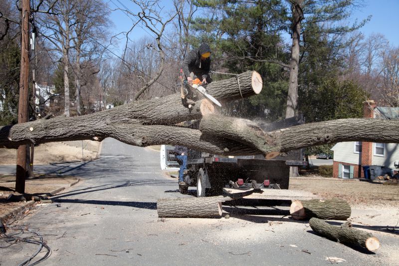 Tree and Shrub Removal Costs — Cost of Tree and Shrub Removal